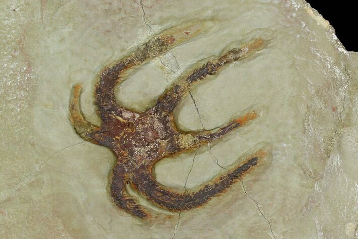 Soft-Bodied Marrellomorph (Furca) - Fezouata Formation #130438